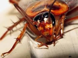 Banish Cockroaches Naturally: Effective Remedies for a Pest-Free Home